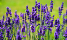 Load image into Gallery viewer, Photography Session (One Hour)